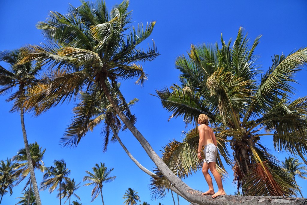 Man climbs a tree to grab himself a coconut